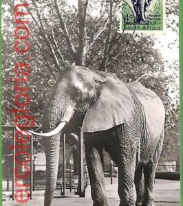 14922 - South Africa -  MAXIMUM CARD -  Animals, Elephants