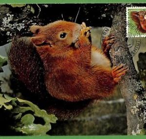 32147 - Switzerland -  MAXIMUM CARD - 1966 -  ANIMALS, Squirrel  PRO JUVENTUTE