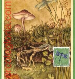 32379 - Switzerland -   MAXIMUM CARD - 1952 - Plants, Mushrooms  PRO JUVENTUTE