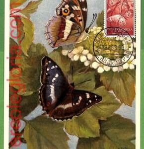 32382 - Spanish Guinea -   MAXIMUM CARD - 1959 -  Butterflies