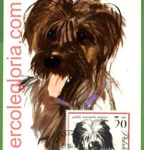 32363 - POLAND -   MAXIMUM CARD - 1964 - ANIMALS, Dog