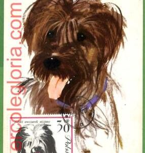 32365 - POLAND -   MAXIMUM CARD - 1964 - ANIMALS, Dog