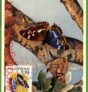 32412 - Hungary -   MAXIMUM CARD - Butterflies
