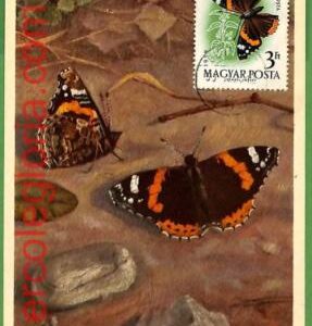 32406 - Hungary -   MAXIMUM CARD - Butterflies