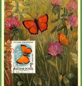 32407 - Hungary -   MAXIMUM CARD - Butterflies