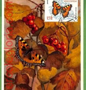 32402 - Mongolia -   MAXIMUM CARD - Butterflies