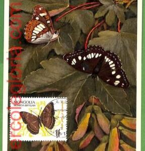 32408 - Mongolia -   MAXIMUM CARD - Butterflies