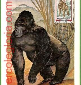 32159 - CONGO Belge  -  MAXIMUM CARD - 1972 -  ANIMALS,  Gorillas