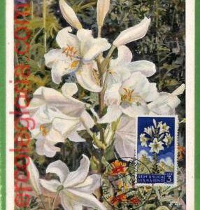 32438 - San Marino -   MAXIMUM CARD - Flowers