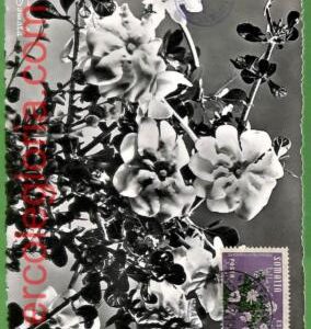 32449 - Somalia -  MAXIMUM CARD - 1955 - Flowers
