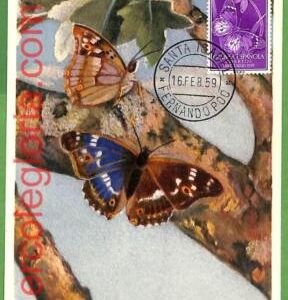 32390 - Spanish Guinea -   MAXIMUM CARD - 1959 -  Butterflies