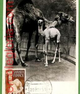 32238 - Spanish Sahara -  MAXIMUM CARD - 1953 -  Animals