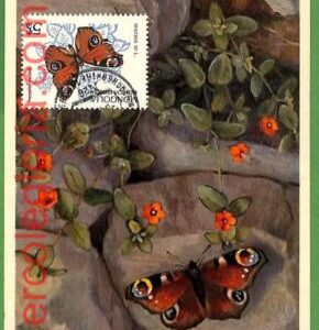 32392 - Mongolia -   MAXIMUM CARD - Butterflies