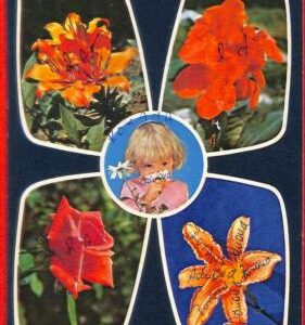 aa3143 - ROMANIA - Postal History - STATIONERY CARD 1976 Flowers ROSES
