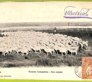 af2739 - URUGUAY - VINTAGE POSTCARD - Escenas Campestres - 1905