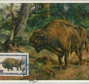 32220- Russia USSR-POSTAL HISTORY-MAXIMUM CARD-1958: Buffalos, Wild Animals