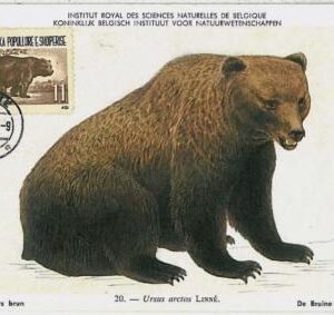 32227 - Albania - POSTAL HISTORY - MAXIMUM CARD - 1964: Bears, Fauna