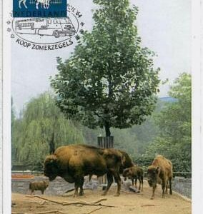 32232 -  Netherlands- POSTAL HISTORY - MAXIMUM CARD - 1964: Buffalos, Fauna