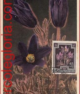 56939 - AUSTRIA - Postal History - MAXIMUM CARD  - FLOWERS, Bregenz - 1955
