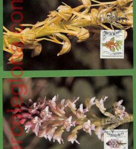 ag7448 - GERMANY - Set of 4  MAXIMUM CARD - 18.10.1984 FLOWERS Orchids