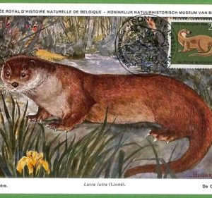 32131 - GERMANY -  MAXIMUM CARD - 1968 -  ANIMALS