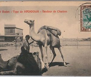 57397 -  S DAN - POSTAL HISTORY: MAXIMUM CARD 1908 - CAMEL