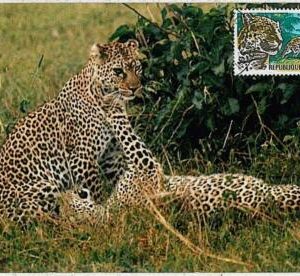 32173- Gabon- POSTAL HISTORY-MAXIMUM CARD - 1967: Panthers, Safari, Wild Fauna,