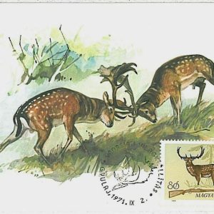 32201 - HUNGARY - POSTAL HISTORY - MAXIMUM CARD  Deer HUNTING FaunaI 1971