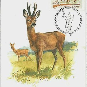 32115 - HUNGARY - POSTAL HISTORY - MAXIMUM CARD  Deer HUNTING FaunaI 1971