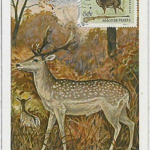 32199  - HUNGARY - POSTAL HISTORY - MAXIMUM CARD  Deer HUNTING FaunaI 1964
