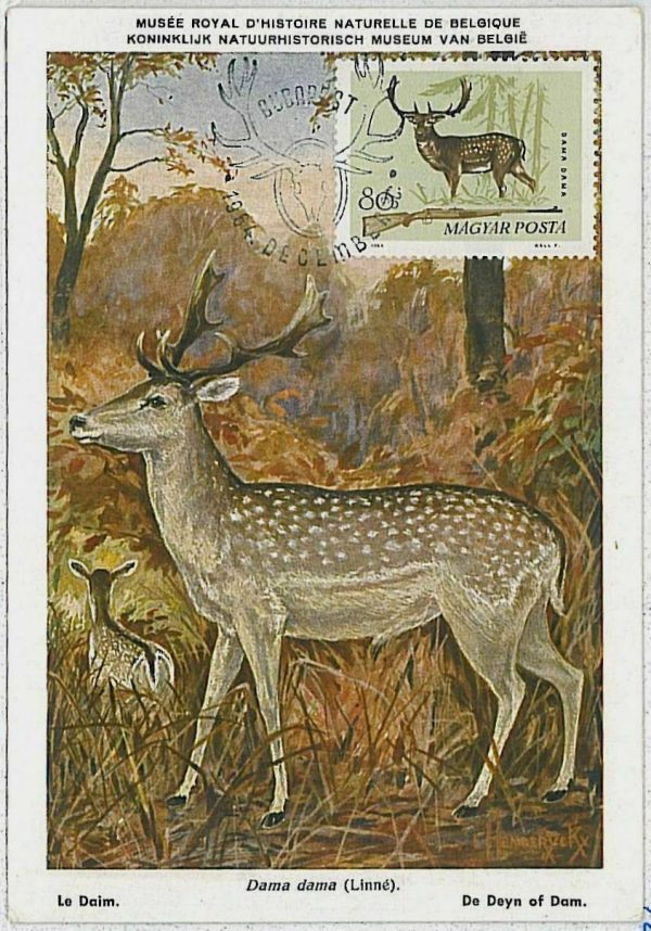 32199  - HUNGARY - POSTAL HISTORY - MAXIMUM CARD  Deer HUNTING FaunaI 1964