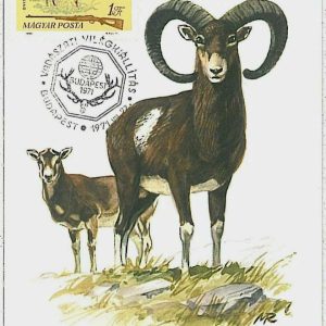 32204 - HUNGARY - POSTAL HISTORY - MAXIMUM CARD  Rams HUNTING Fauna  1971