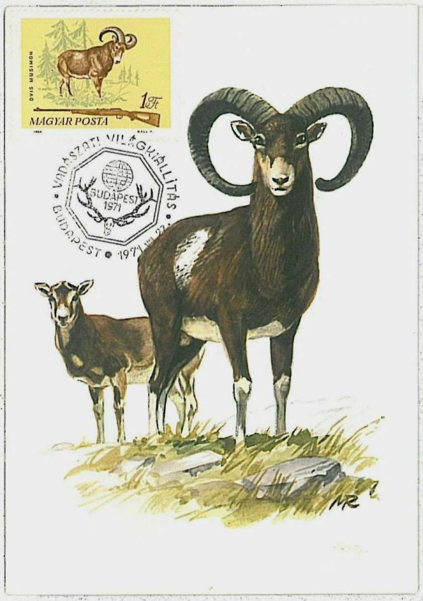 32204 - HUNGARY - POSTAL HISTORY - MAXIMUM CARD  Rams HUNTING Fauna  1971
