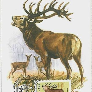 32205 - HUNGARY - POSTAL HISTORY - MAXIMUM CARD  Deer HUNTING FaunaI 1971