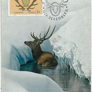 32223 - HUNGARY - POSTAL HISTORY - MAXIMUM CARD  Deer HUNTING FaunaI 1964