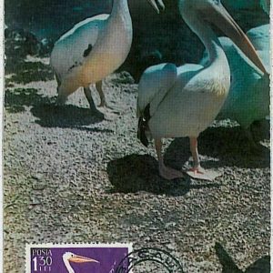 32906  - ROMANIA - Postal History - MAXIMUM CARD Fauna BIRDS  1964 - PELICAN