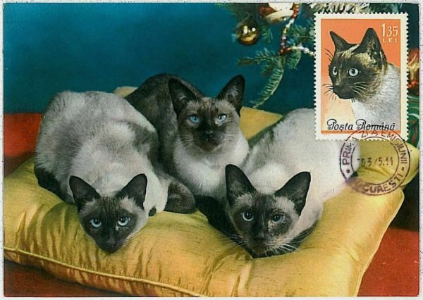32490  - ROMANIA - Postal History - MAXIMUM CARD - Animals CATS CAT 1965