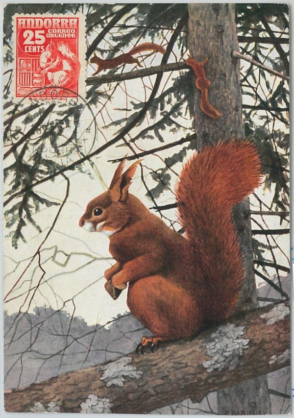 63357 -  SPANISH ANDORRA - POSTAL HISTORY: MAXIMUM CARD  - ANIMALS Squirrel 1954