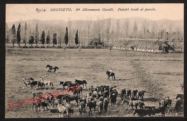 ag1992 - CARTOLINA D'EPOCA- Grosseto Città - Allevamento Cavalli