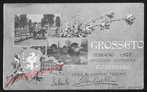 ag2008 - CARTOLINA D'EPOCA - Grosseto Città - Esposizione Zootecnica