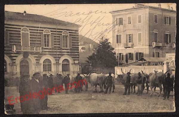 ag7951 - CARTOLINA D'EPOCA - Massa Carrara Città