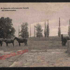 ag1910 - CARTOLINA D'EPOCA - Grosseto Città - R. Deposito Allevamento Cavalli