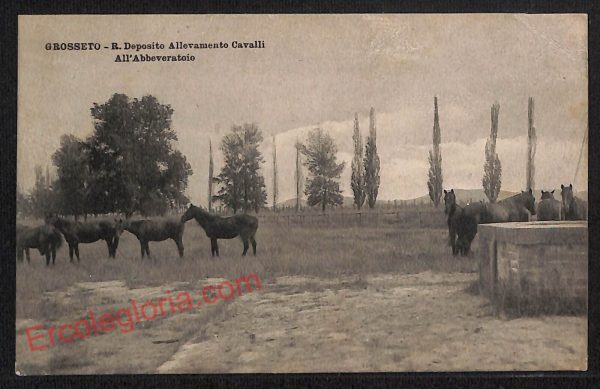 ag1910 - CARTOLINA D'EPOCA - Grosseto Città - R. Deposito Allevamento Cavalli