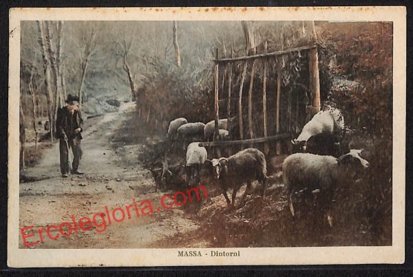 ag7846 - CARTOLINA D'EPOCA - Massa Carrara Città - Dintorni