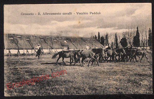 ag1995 - CARTOLINA D'EPOCA - Grosseto Città -  Allevamento Cavalli