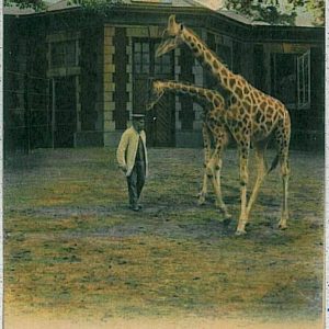 33004  - Ansichtskarten VINTAGE POSTCARD: GERMANY Deutschland - HAMBURG Zoo 1913