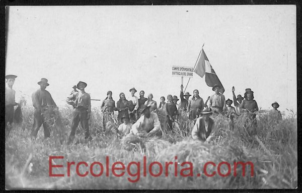 ad3997- CARTOLINA  D'EPOCA - Castiglione della Pescaia - Campo Sperimentale