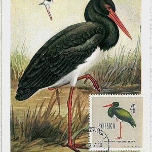 32867 - POLAND - POSTAL HISTORY - MAXIMU CARD 1961 - Fauna animals BIRDS
