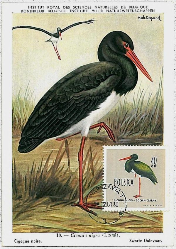 32867 - POLAND - POSTAL HISTORY - MAXIMU CARD 1961 - Fauna animals BIRDS