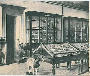 27584  CARTOLINA d'Epoca VERBANIA provincia : Domodossola : MUSEO 1910